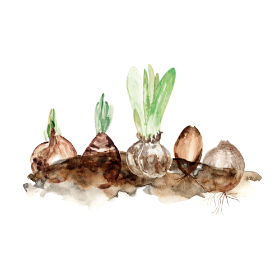 春を告げ球根から芽が出たイラスト