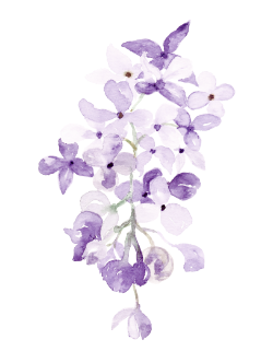 ライラックの花のイラスト