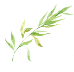 風薫る若葉のイラスト