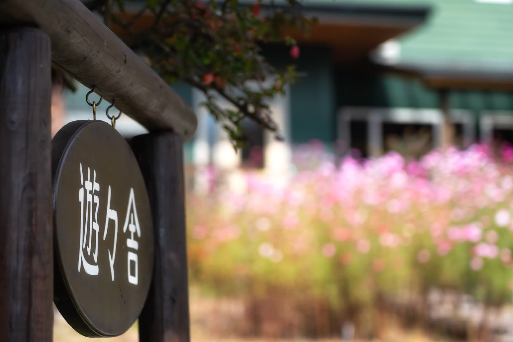 遊々舎の看板とコスモス